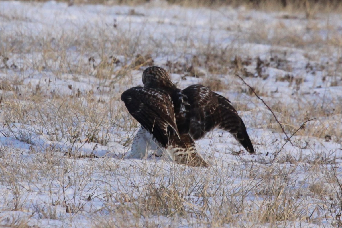 Red-tailed Hawk - ML630298954