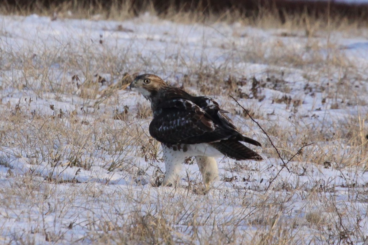 Red-tailed Hawk - ML630298955