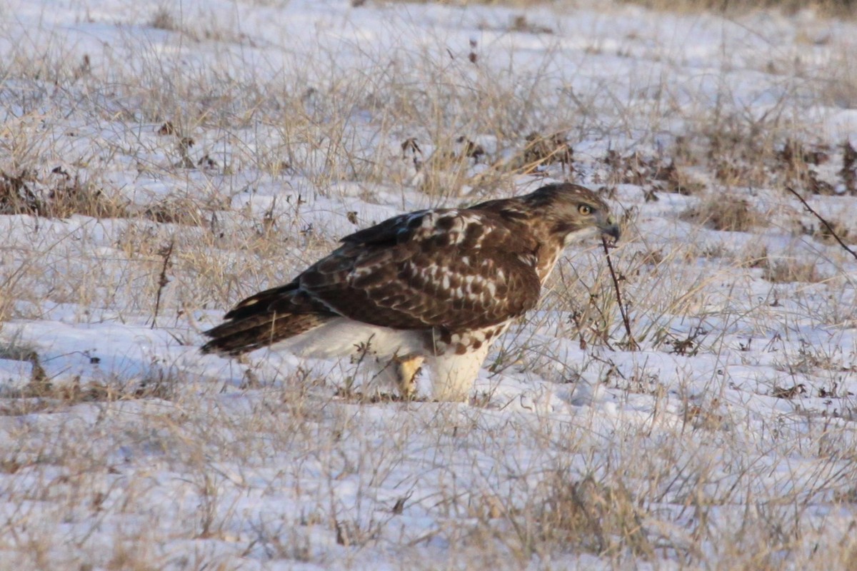 Red-tailed Hawk - ML630298956
