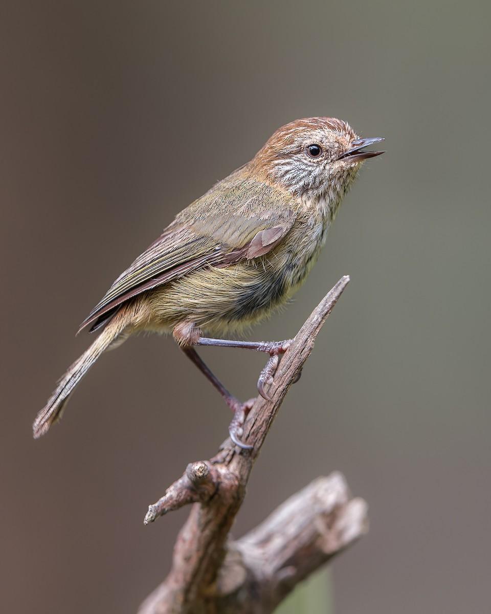 Striated Thornbill - ML630299176