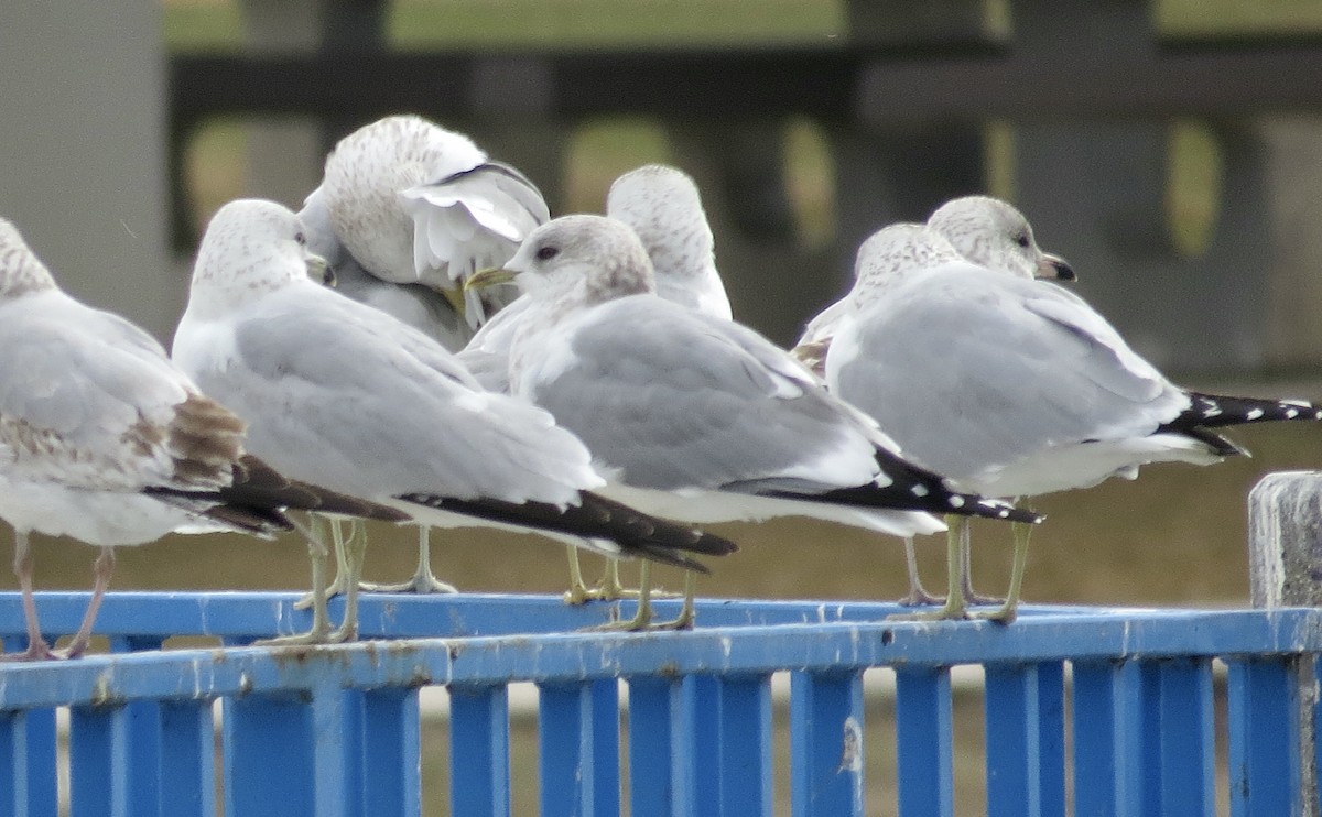 Short-billed Gull - ML630299204