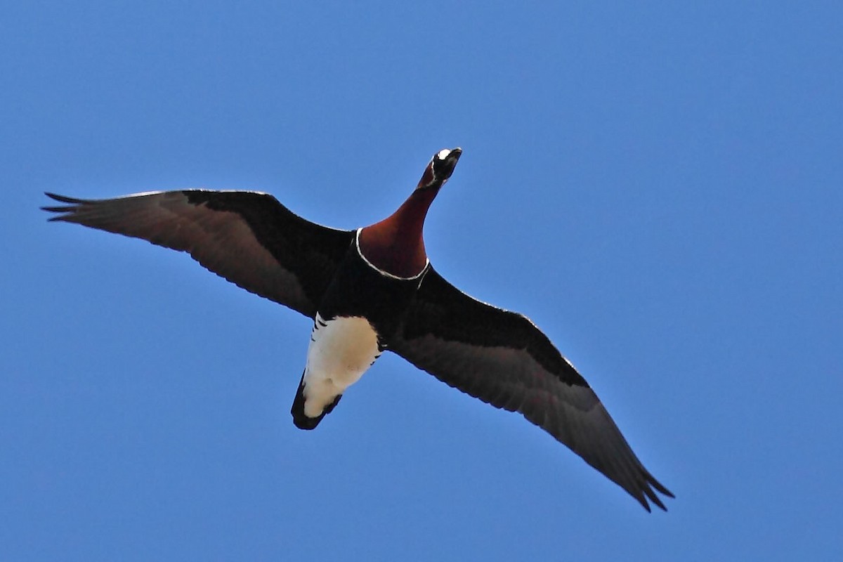 Казарка червоновола - ML630299220