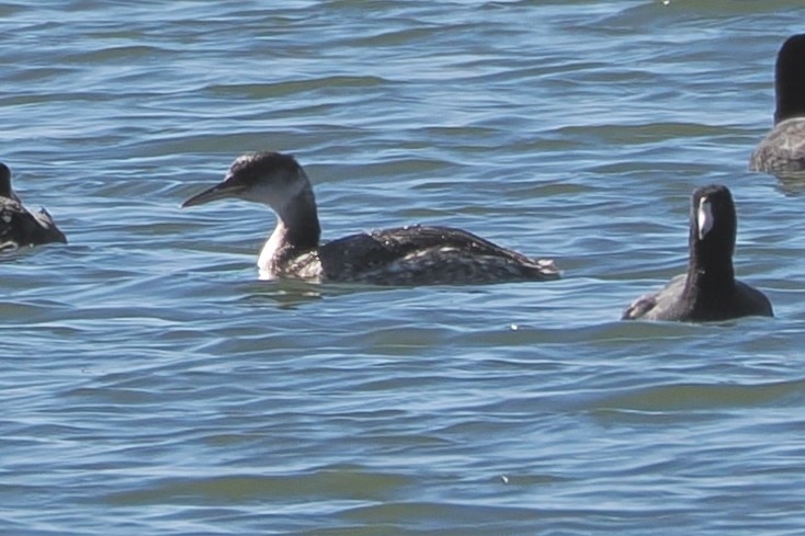 Red-necked Grebe - ML630299417