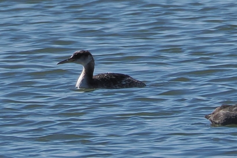 Red-necked Grebe - ML630299418