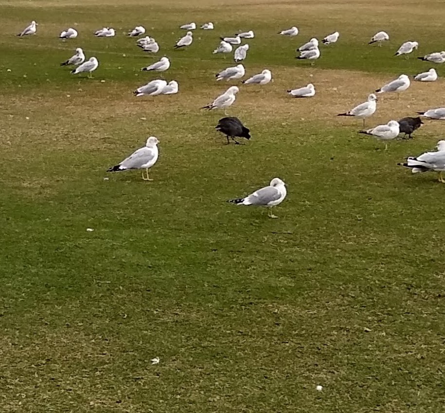 Short-billed Gull - ML630299597