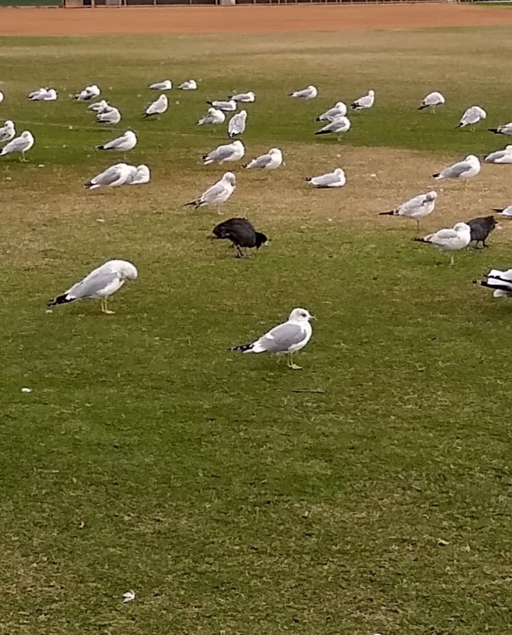 Short-billed Gull - ML630299598