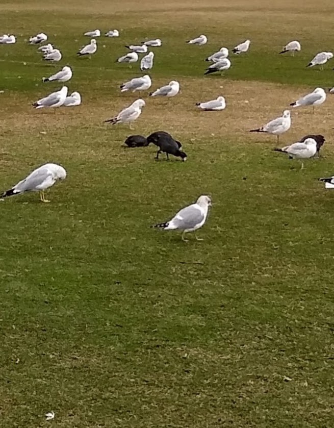 Short-billed Gull - ML630299599