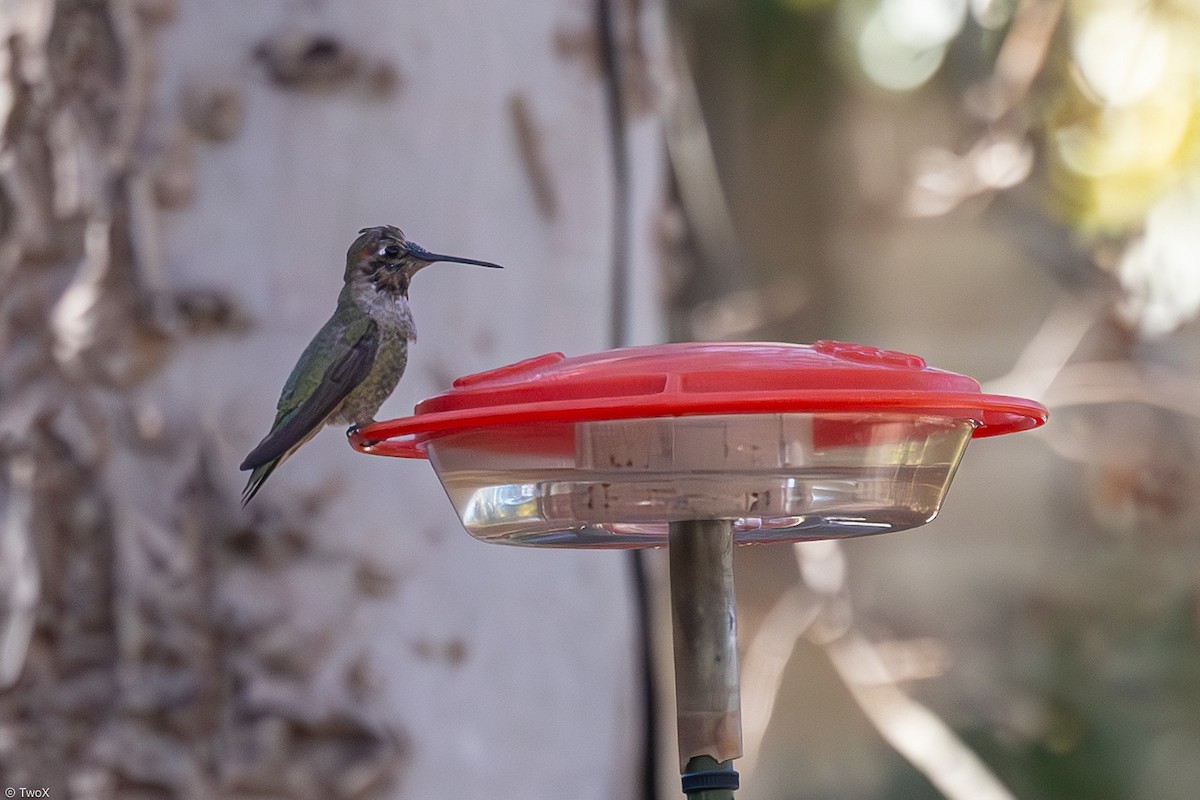 Anna's Hummingbird - ML630299828