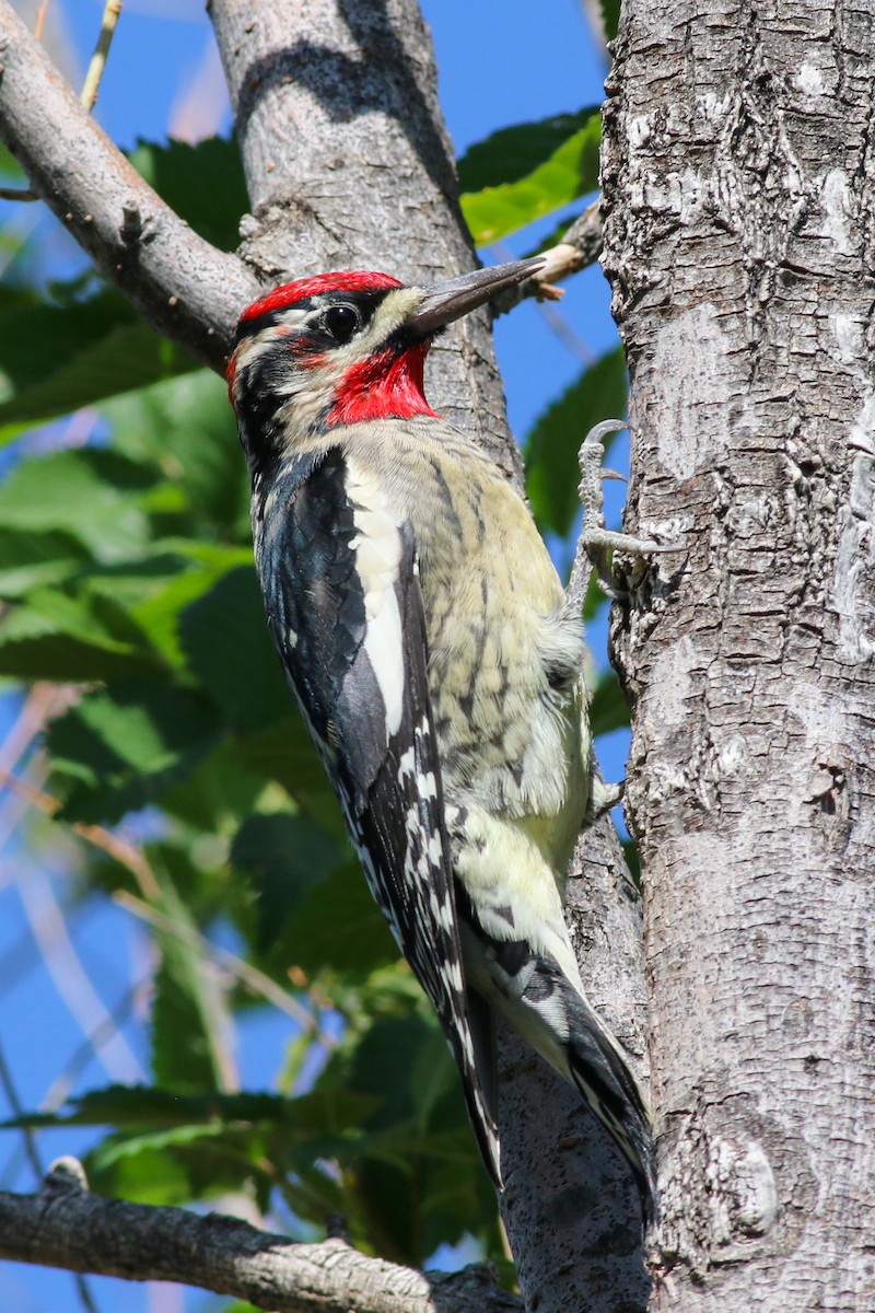 Red-naped Sapsucker - ML630299855