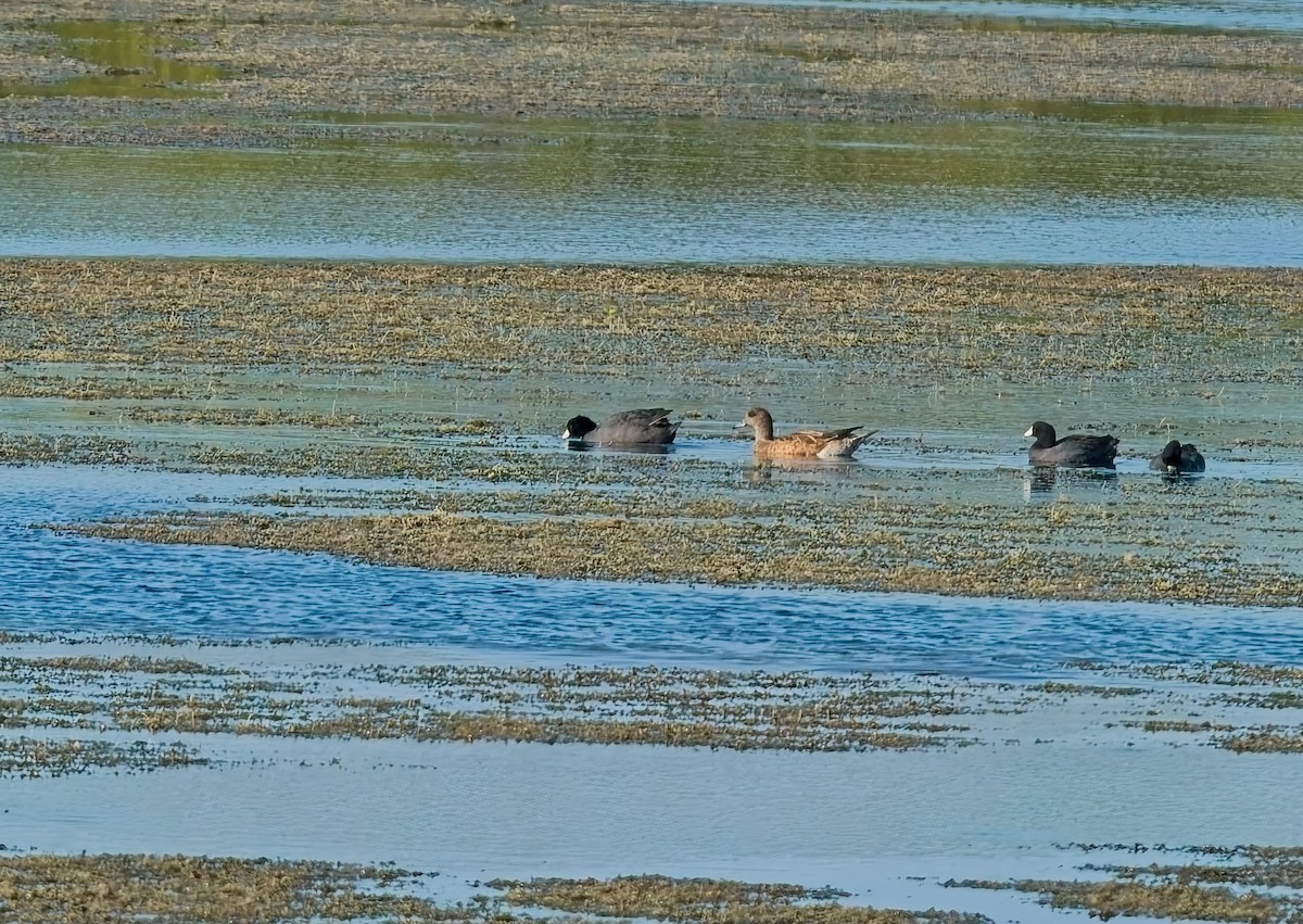 American Wigeon - ML630299958