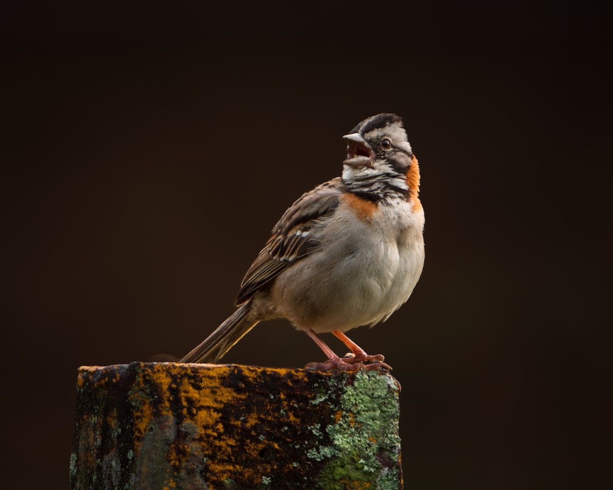 Rufous-collared Sparrow - ML630300096