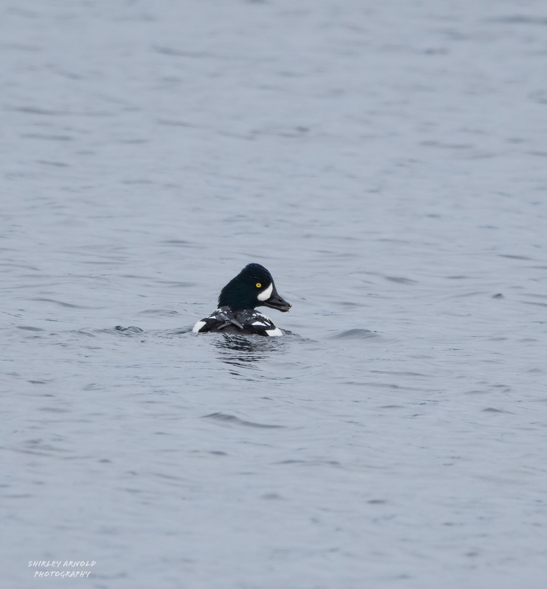 Barrow's Goldeneye - ML630300301