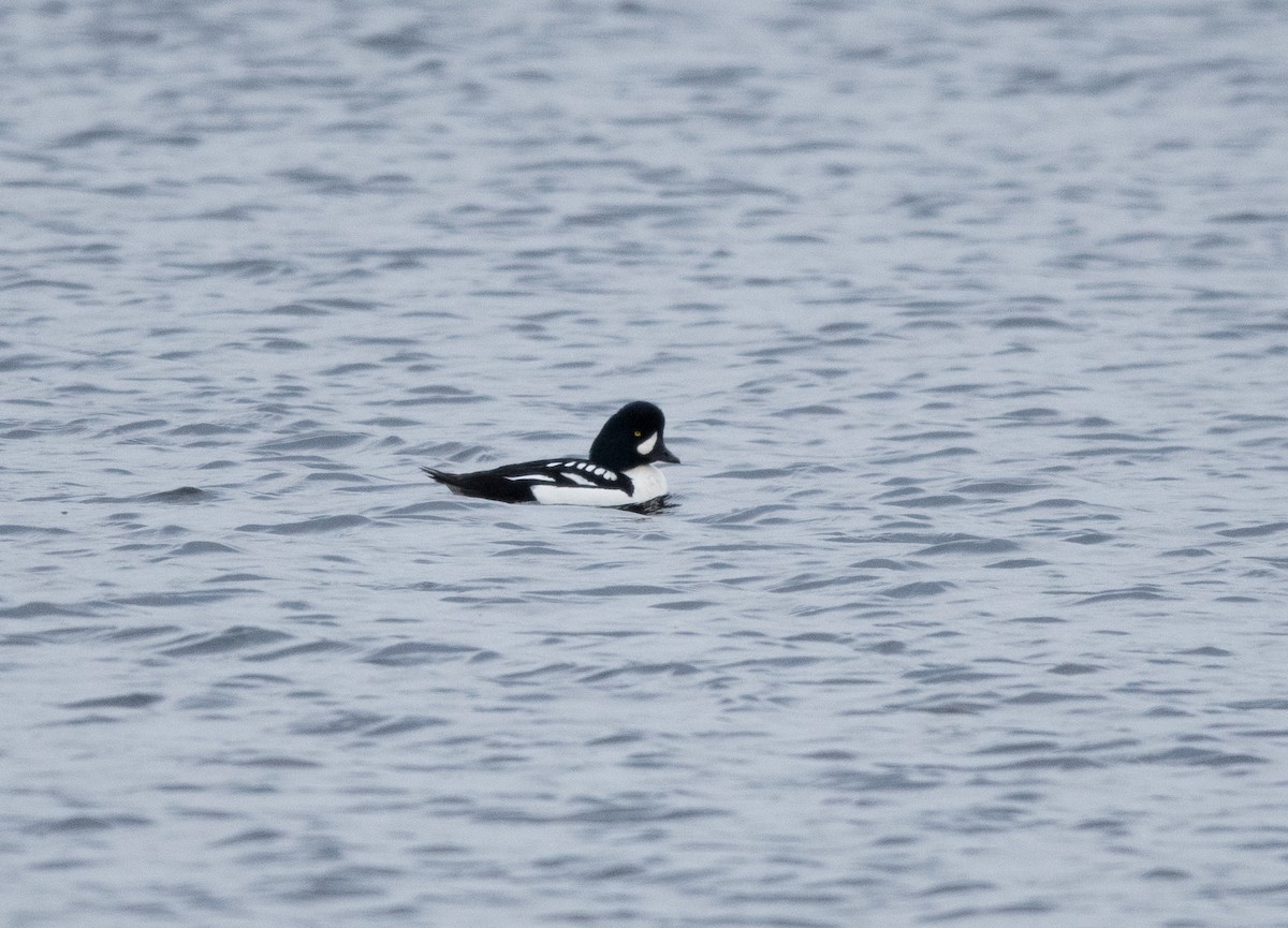 Barrow's Goldeneye - ML630300302
