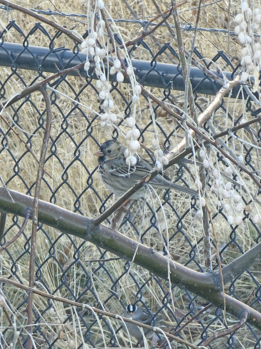 Harris's Sparrow - ML630300504