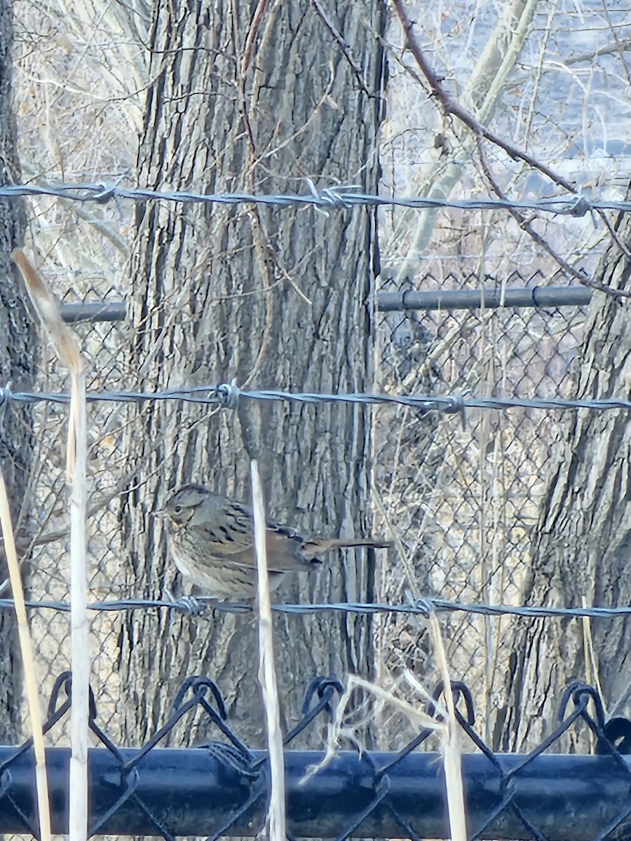 Lincoln's Sparrow - ML630300510