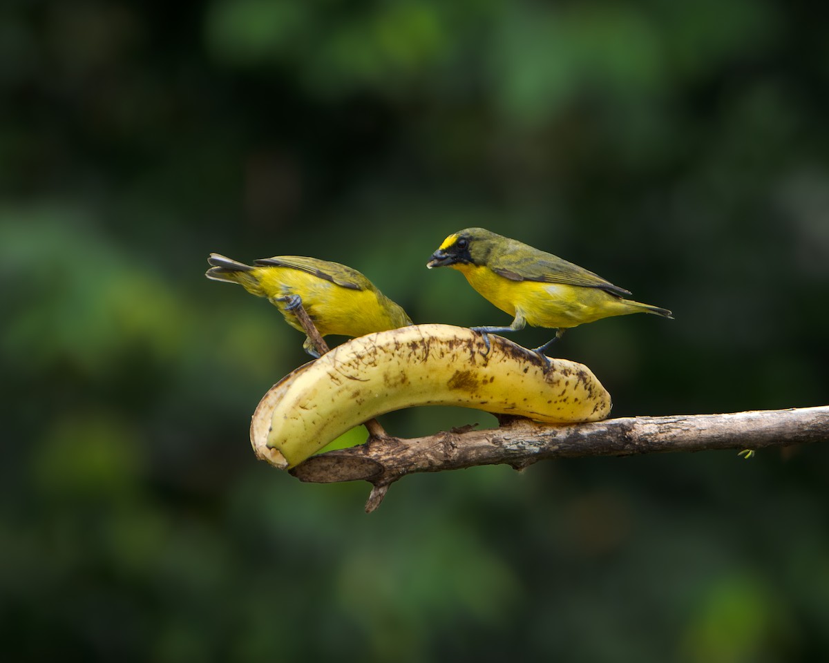 Thick-billed Euphonia - ML630300576