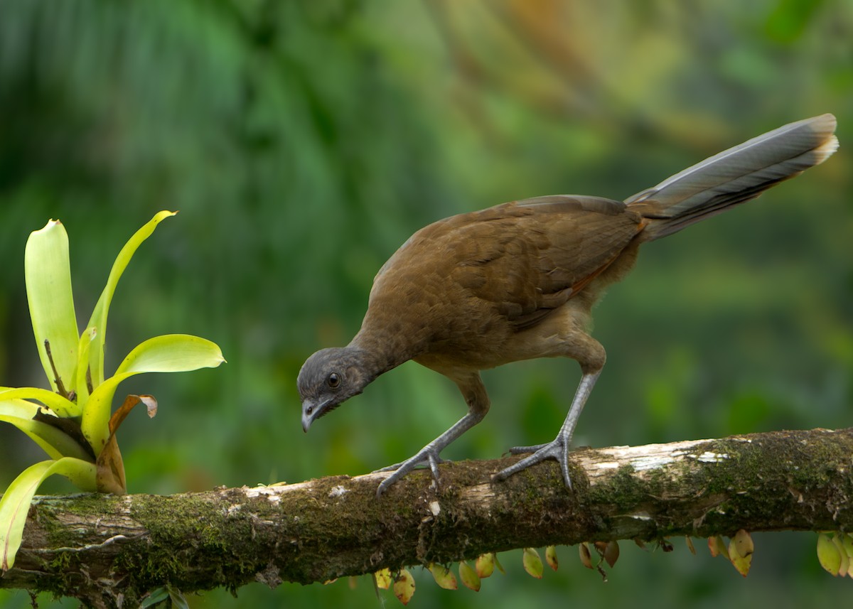 Gray-headed Chachalaca - ML630300586