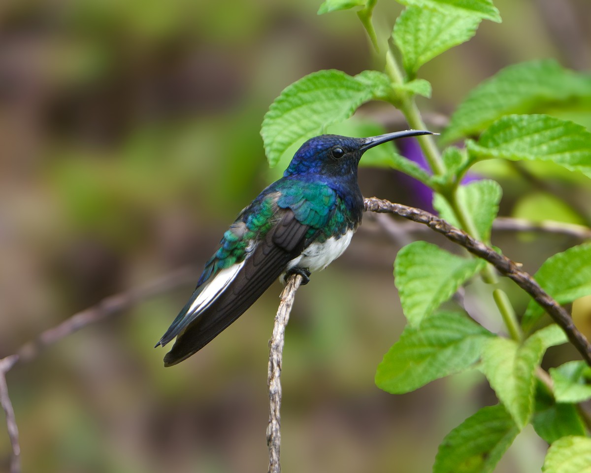 White-necked Jacobin - ML630300675