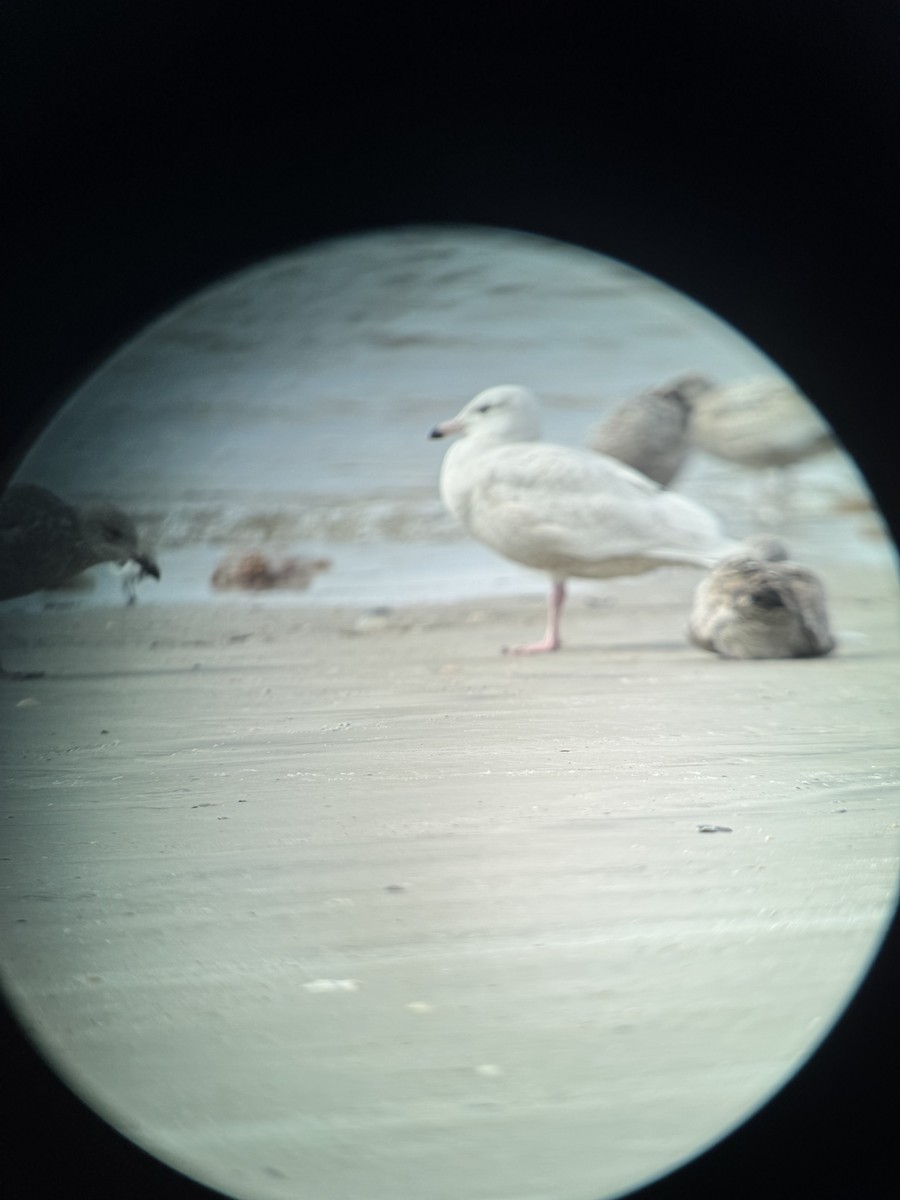 Glaucous Gull - ML630300749