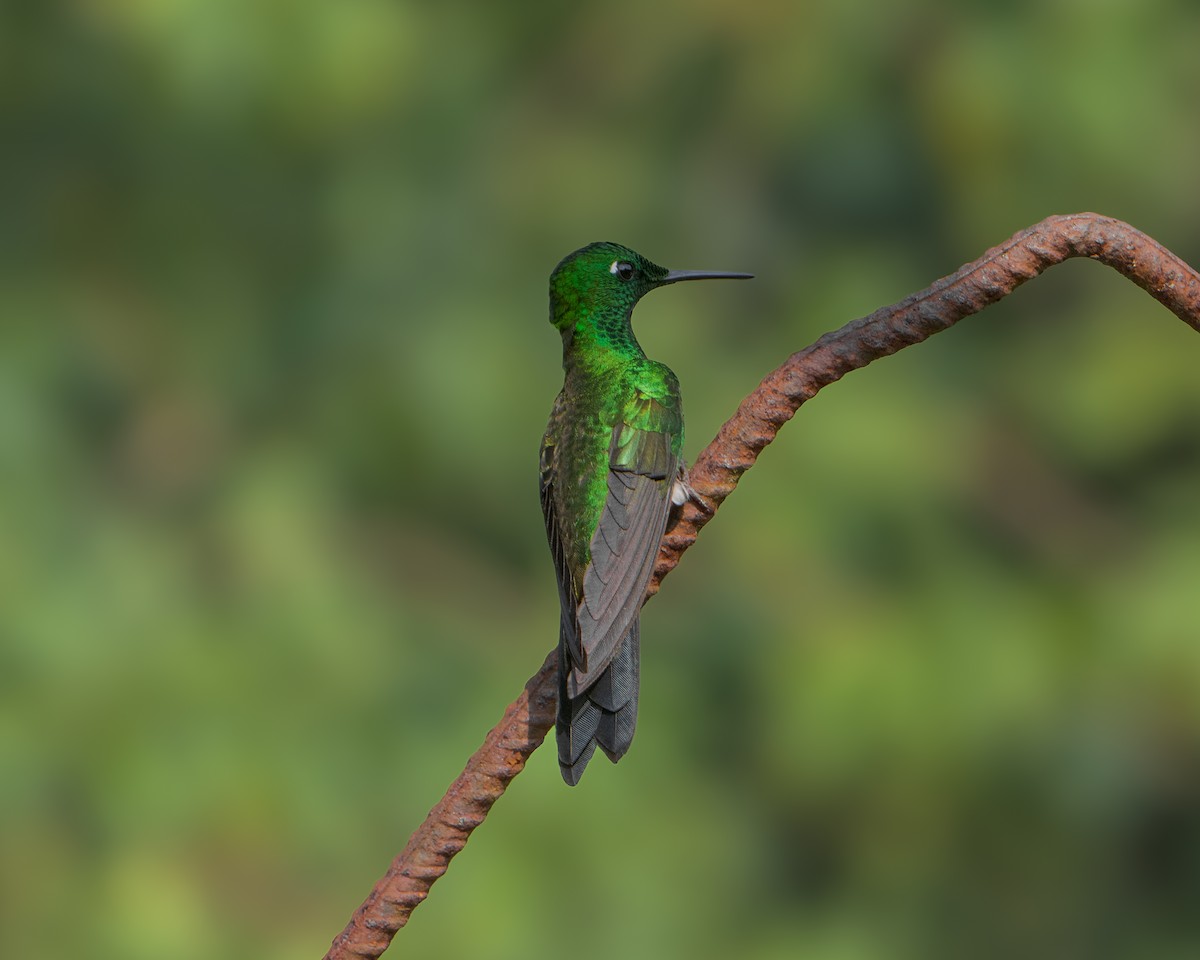 Green-crowned Brilliant - ML630300836