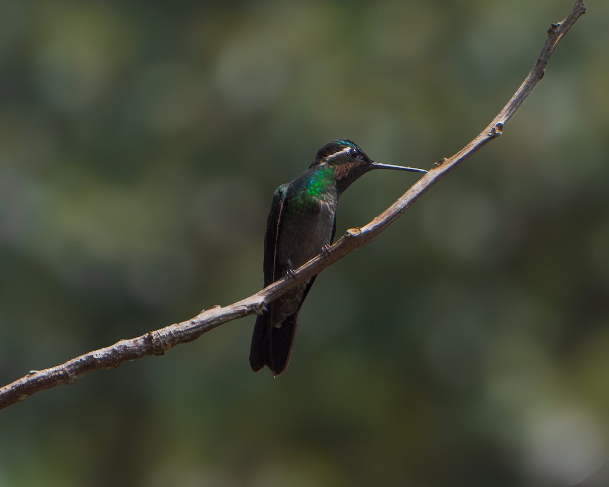 Purple-throated Mountain-gem - ML630300860