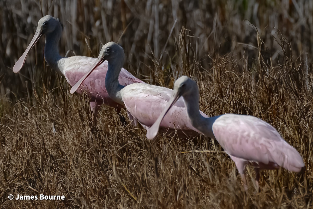 Roseate Spoonbill - ML630300883
