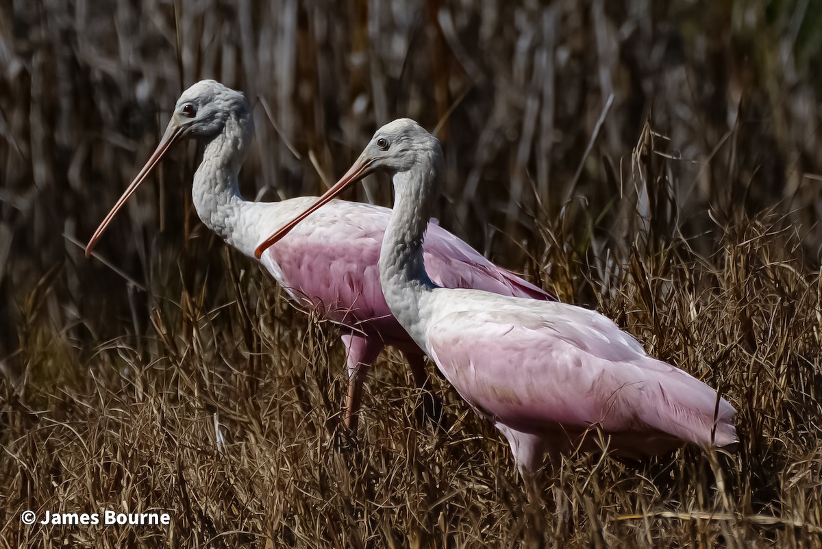 Roseate Spoonbill - ML630300884