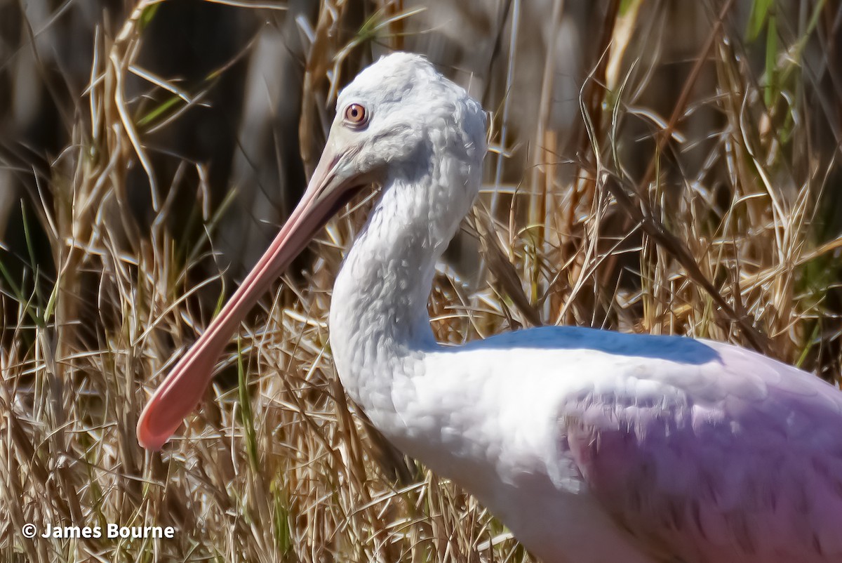 Roseate Spoonbill - ML630300885