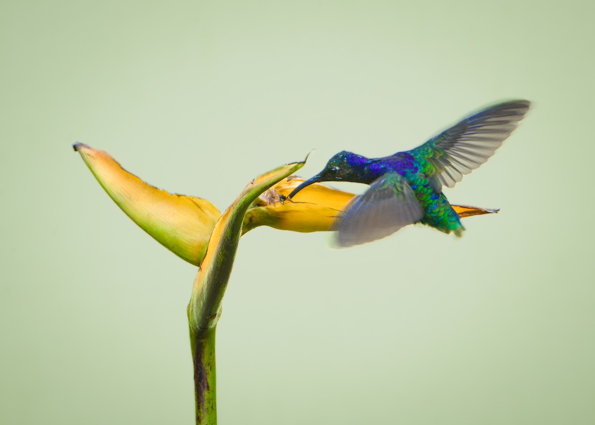 Violet Sabrewing - ML630300914