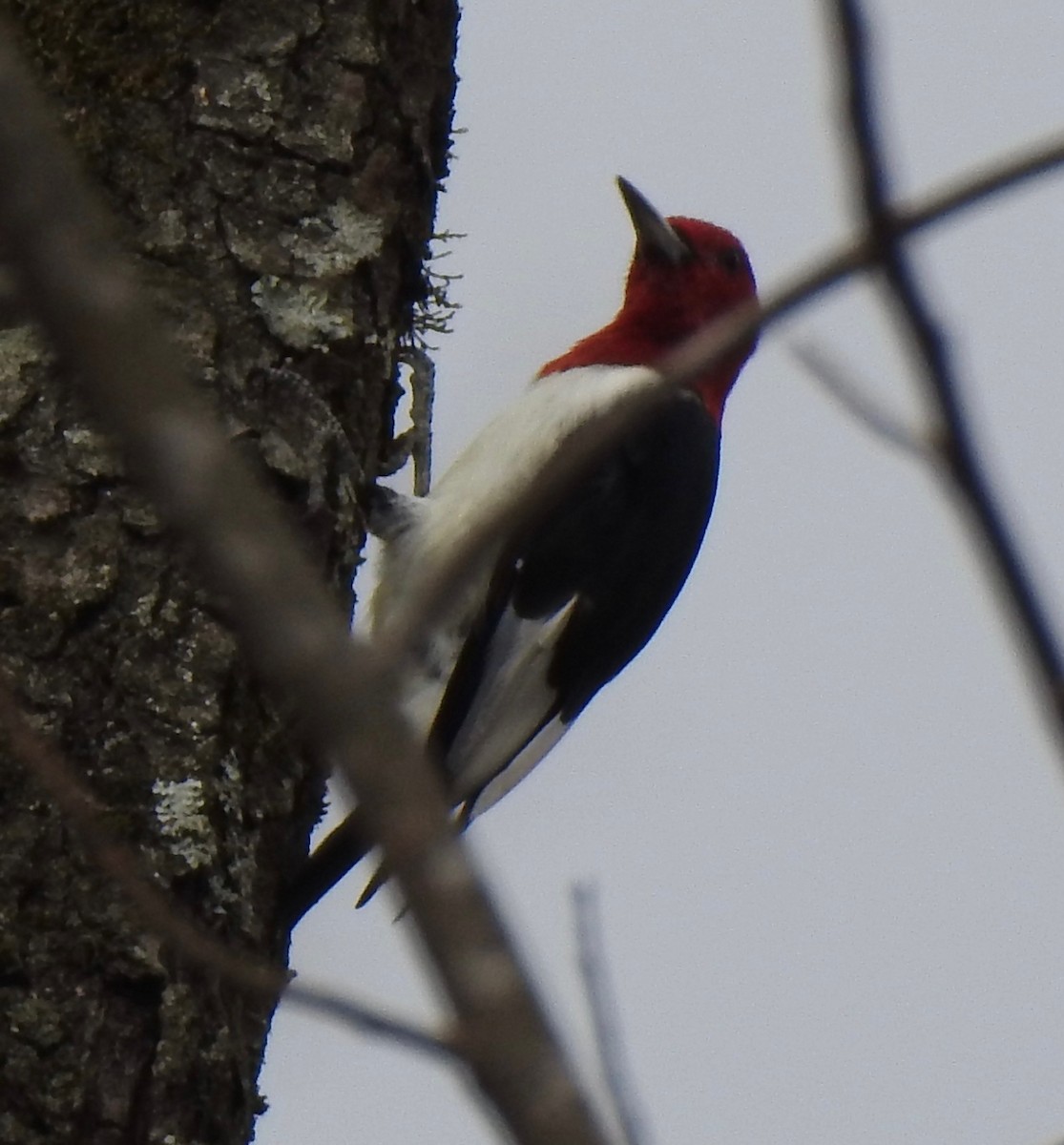 Red-headed Woodpecker - ML630300915