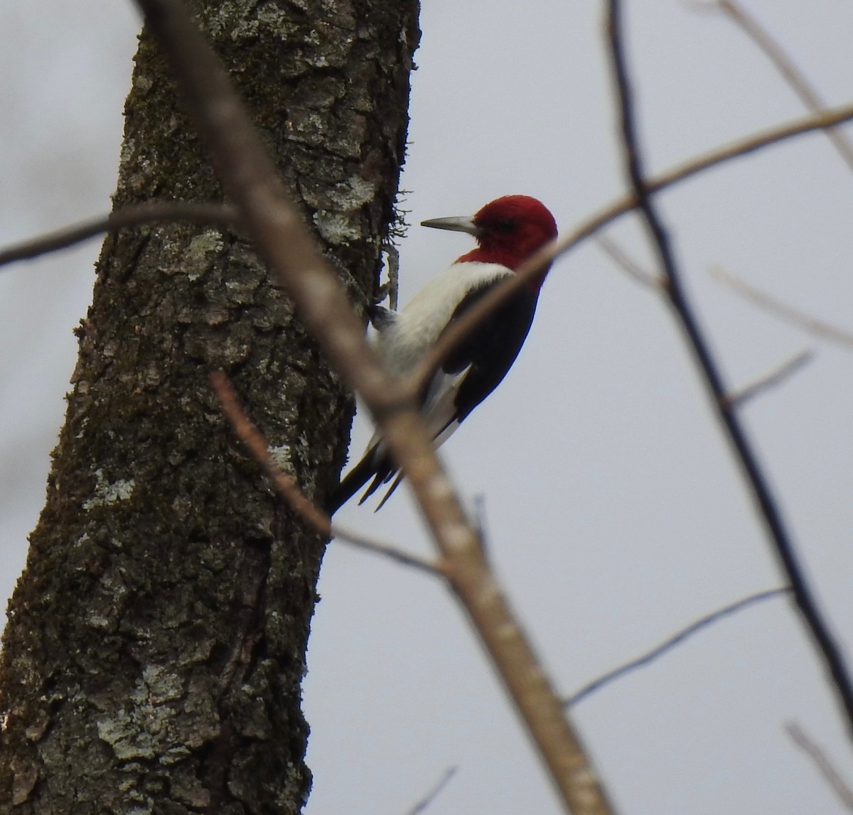 Red-headed Woodpecker - ML630300917