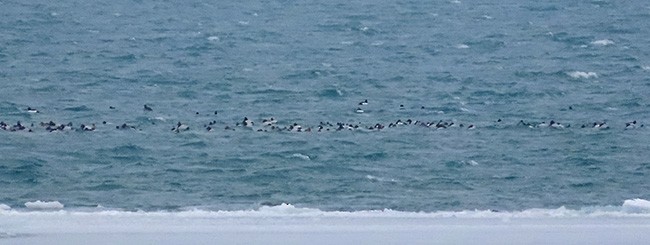 Canvasback - ML630301130