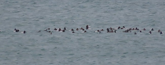 Canvasback - ML630301136