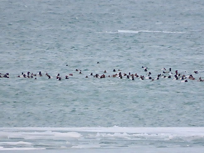Canvasback - ML630301142
