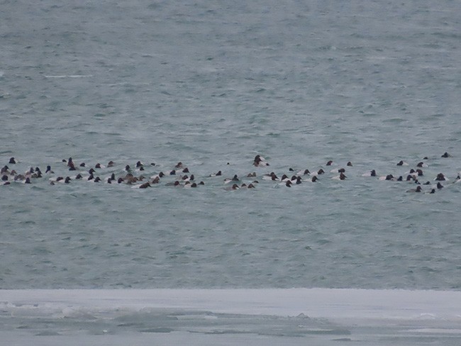 Canvasback - ML630301144