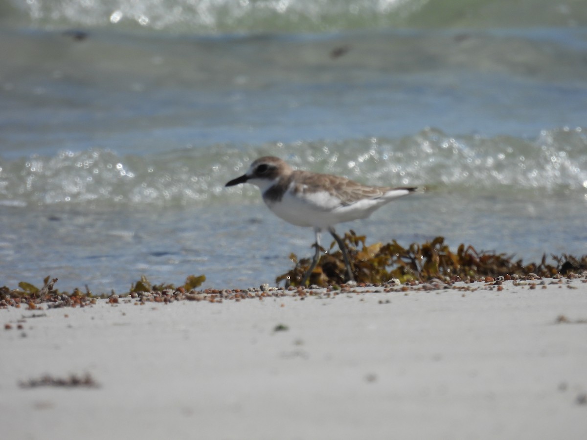 Greater Sand-Plover - ML630301167