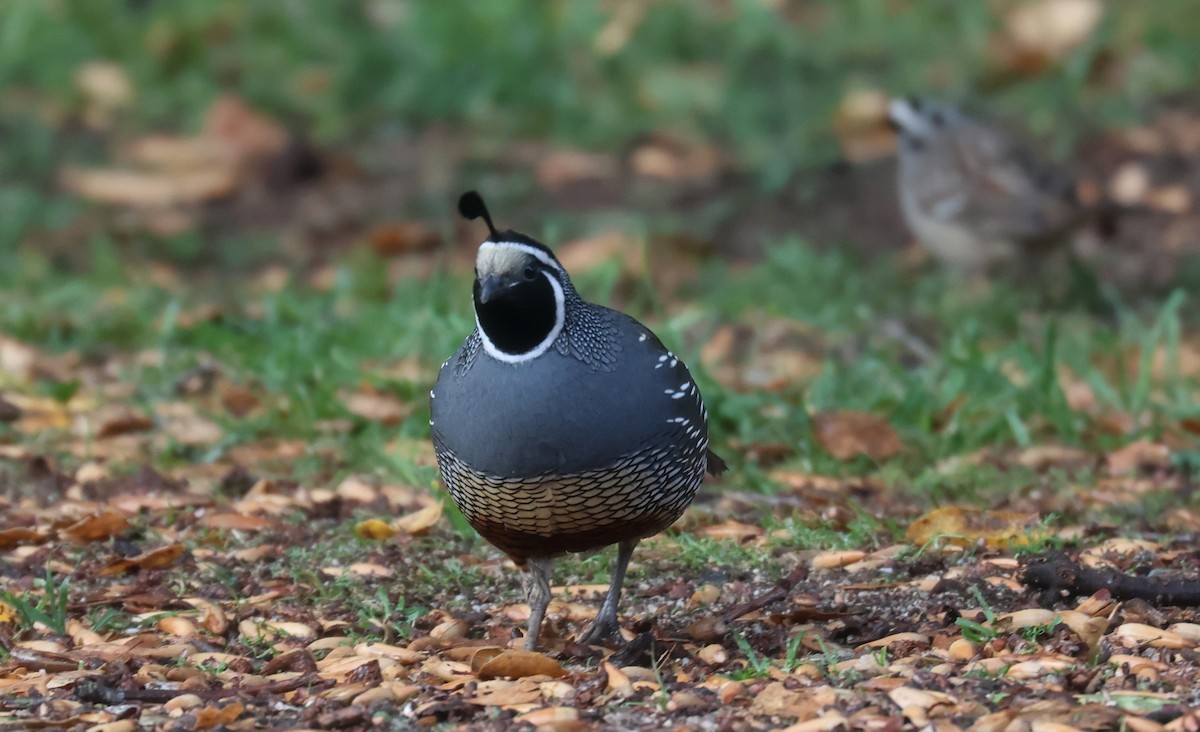 California Quail - ML630301194