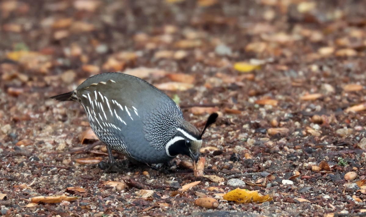 California Quail - ML630301197