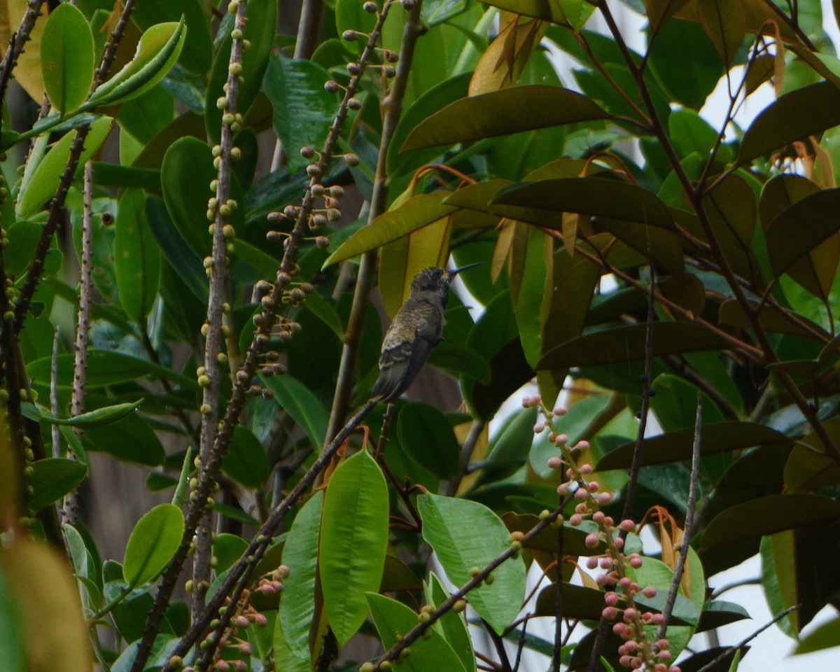 Brown Violetear - ML630301615