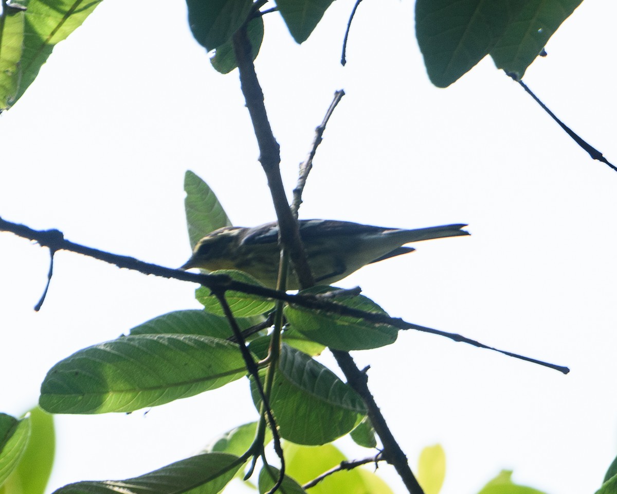 Blackburnian Warbler - ML630301683