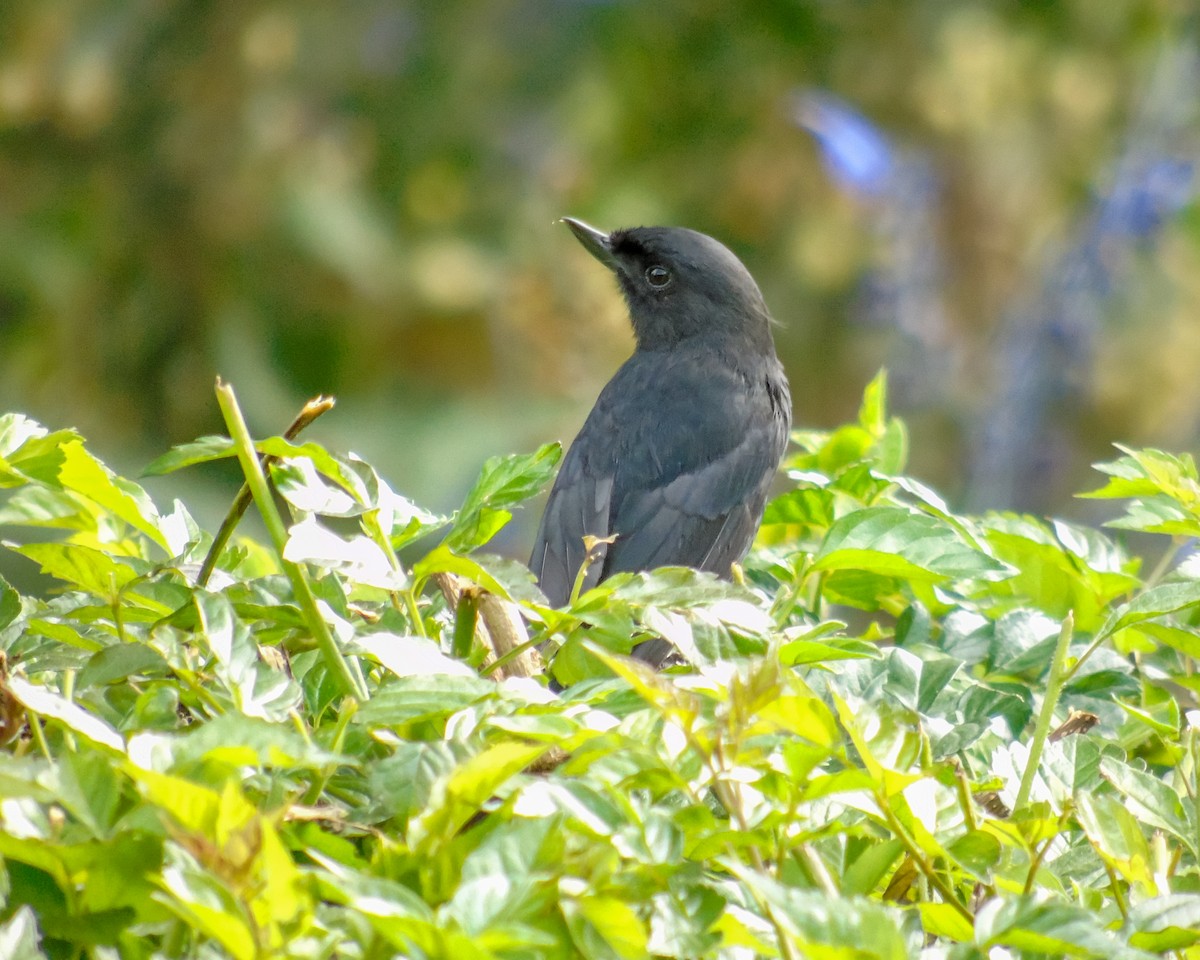 Black Flowerpiercer - ML630301802