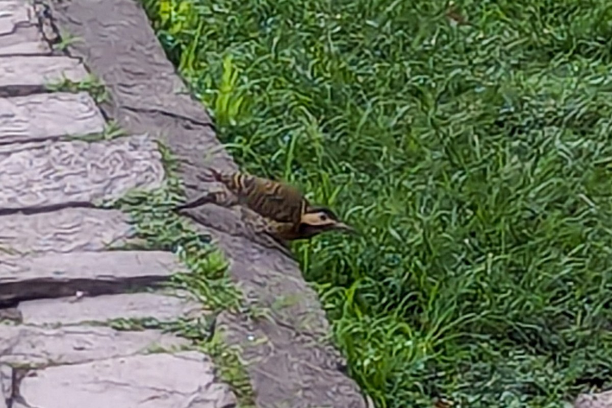 Green-barred Woodpecker - ML630301882