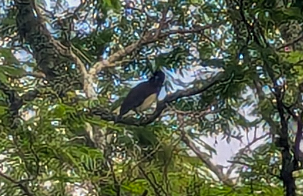 Plush-crested Jay - ML630301895