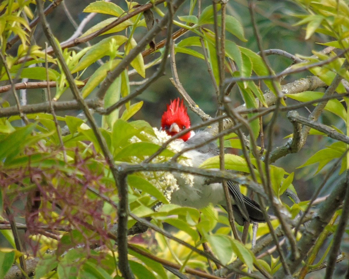 Red-crested Cardinal - ML630302005