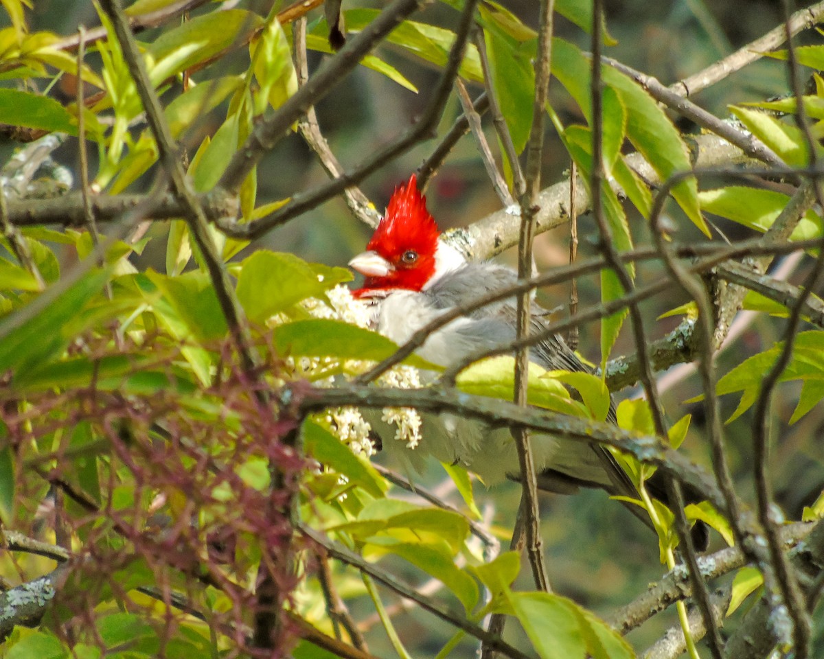 Red-crested Cardinal - ML630302006