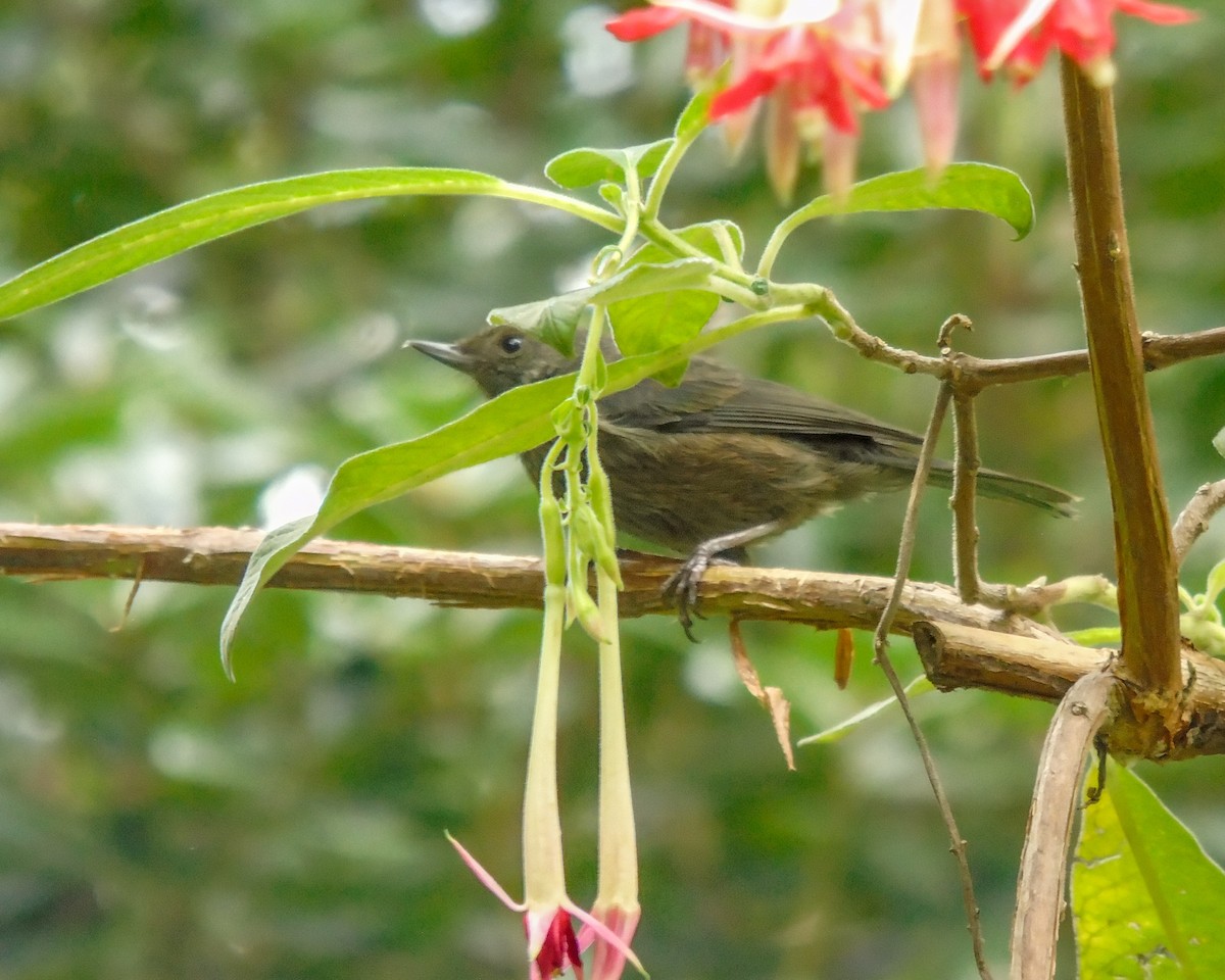 White-sided Flowerpiercer - ML630302016