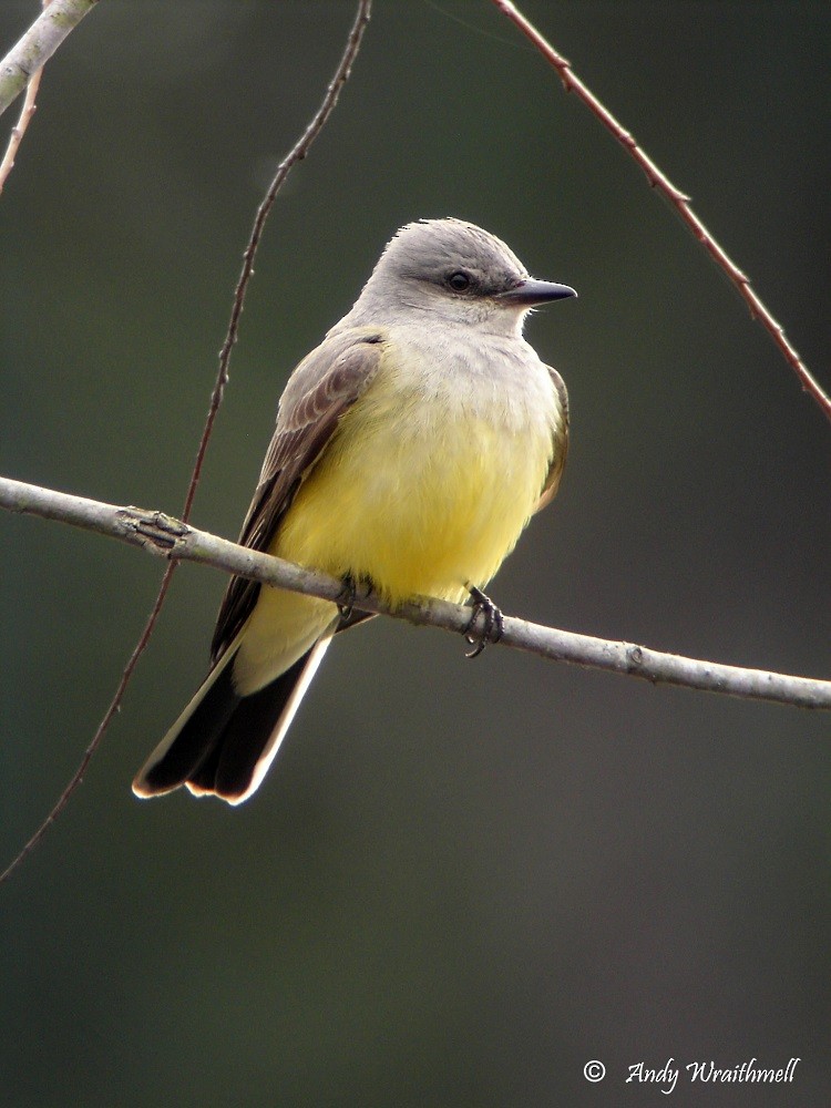 Western Kingbird - Anonymous