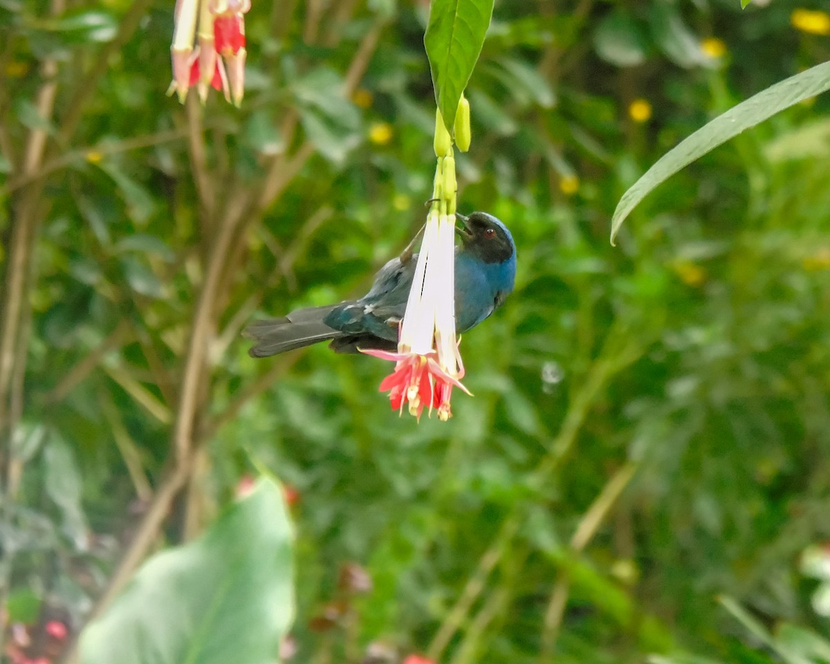 Masked Flowerpiercer - ML630302121