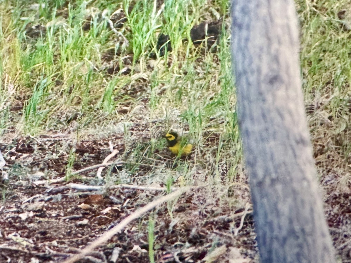 Hooded Warbler - ML630302146