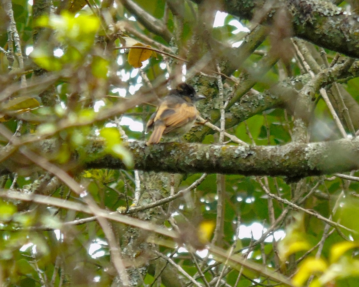 One-colored Becard - ML630302162